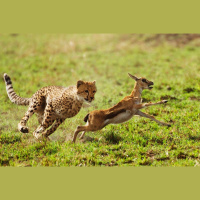 Screams Heard Round the Animal World