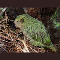 Extinction Wipes Out Evolutions Hard Work