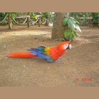 Ancient Americans Bred Symbolically Important Scarlet Macaws