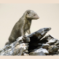 Mongoose Societies Are Skeptical of Strangers
