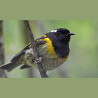 Biologists Track Tweets to Monitor Birds