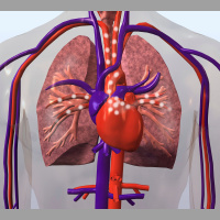 Drugged Gut Microbiome Cuts Heart Risk in Mice