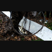 Bronx Rivers Cleanup Brings Herring Home