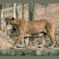 Cougar Calls Get Big Bear Reactions