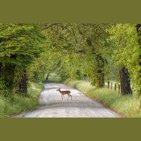 Animals Appreciate Recent Traffic Lull