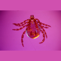 Ticks on Uptick Where Big Game Declines