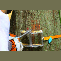 Indigenous Amazonians Managed Valuable Plant Life