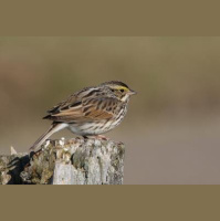 Wild Songbirds Can Pick Up New Tunes