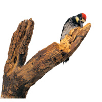 Woodpecker Head Bangs Communicate Info
