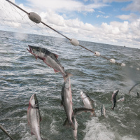 Alaskas Salmon Are Shrinking