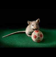 Fight-or-Flight Nerves Make Mice Go Gray