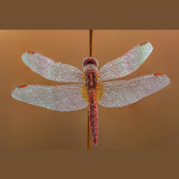 Using Dragonflies as Contamination Detectors