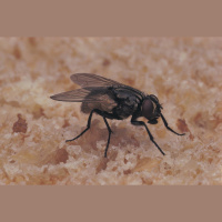 Warming Climate Implies More Fliesmdashand Disease