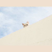 Cats Recognize Their Namesmdashbut May Not Respond