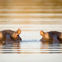 Pablo Escobars Hippos Could Endanger Colombian Ecology