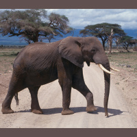 Elephant Footprints Become Tiny Critter Havens