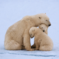 Polar Bears That Persist