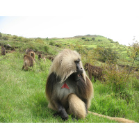 This Primates Calls Obey a Linguistic Law