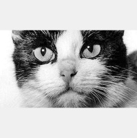 Put Space Cat on a Pedestal