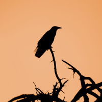 For Some Crows, Migration Is Optional