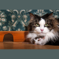 Curiosity Killed the ... Mouse?