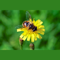 Pollinators Shape Plants to Their Preference