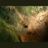 How Hurricanes Influence Spider Aggressiveness