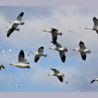 Answering an Age-Old Mystery: How Do Birds Actually Fly?