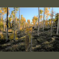 Worlds Largest Organism Faces Bleak Future