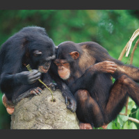 Chimps Apply Insects to Their Wounds