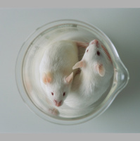 Female Vocalists Are in the (Mouse) House