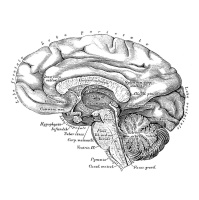 Brain Scan Might Reveal Appetite for Risk