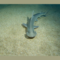 Bonnethead Sharks Are Underwater Lawn Mowers