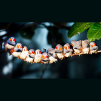 Implanting Memories in Birds Reveals How Learning Happens