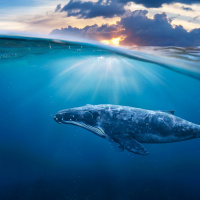 To Evolve Baleen, Lose Your Teeth First