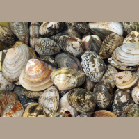 Neandertals Tooled Around with Clams