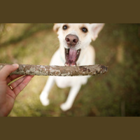 Play Helped Dogs Be Our Best Friends