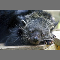 Bearcats Naturally Pass the Popcorn