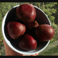 Beet Juice Could Help Body Beat Altitude