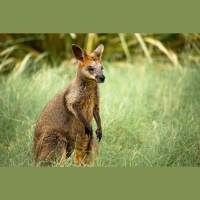 Swamp Wallaby Reproduction Give Tribbles a Run