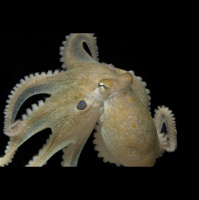 Asocial Octopuses Become Cuddly on MDMA