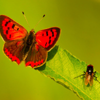 City Life Favors Downsized Invertebrates