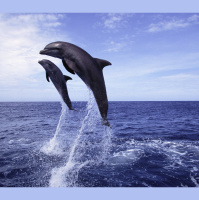 Mucus Lets Dolphins Emit Their Clicks