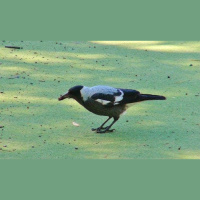 Australian Bird Dips Its Dinner