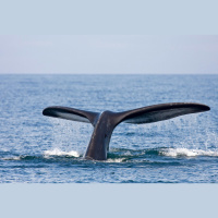 Right Whales Seem to Think before They Speak