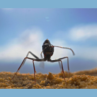 These Ants Are Probably Better at Navigating Than You Are