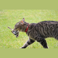 New Data on Killer House Cats