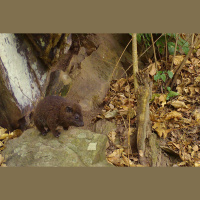 This Newly Discovered Species of Tree Hyrax Goes Bark in the Night