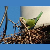 Parrots Are Making the U.S. Home