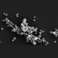 These Bacteria Steal from Iron and Could Be Secretly Helping to Curb Climate Change